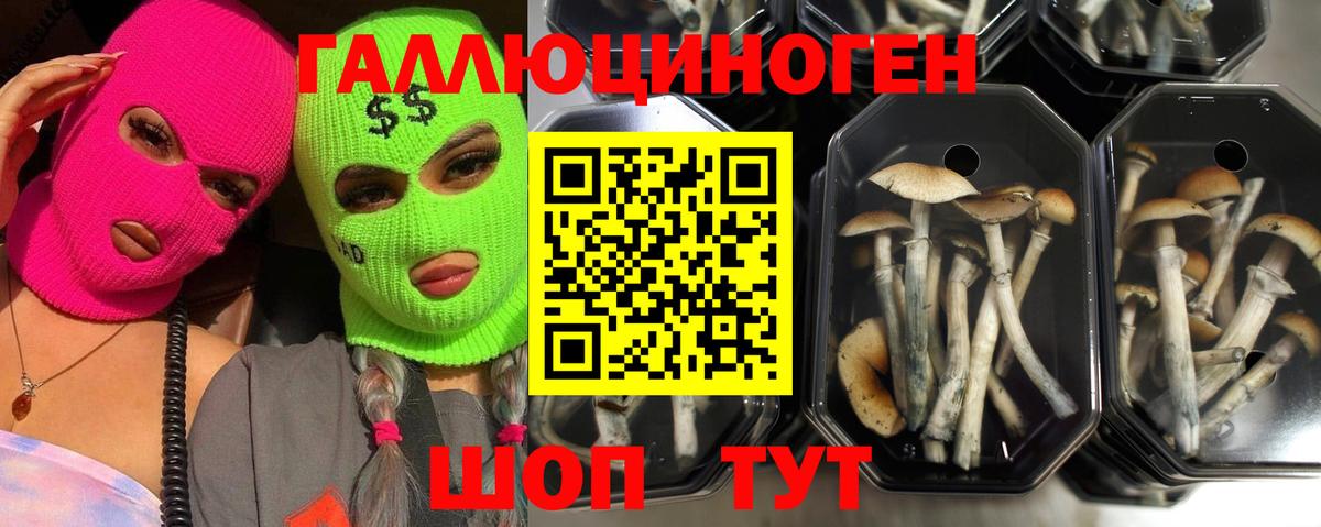 Псилоцибиновые грибы прущие грибы  Вход с VPN  Долгопрудный 